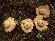 Geastrum michelianum