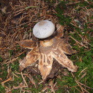 Geastrum pectinatum