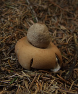 Geastrum fimbriatum