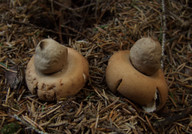 Geastrum fimbriatum