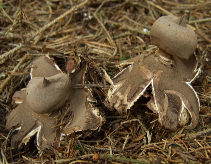 Geastrum striatum