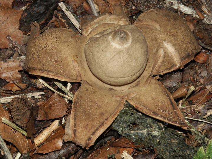 Geastrum michelianum