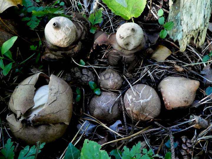 Geastrum michelianum