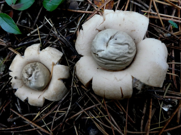 Geastrum fimbriatum