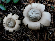 Geastrum fimbriatum