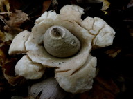 Geastrum michelianum