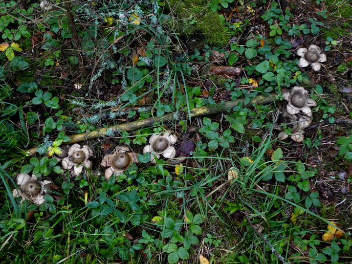 Geastrum michelianum