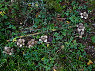 Geastrum michelianum