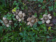 Geastrum michelianum