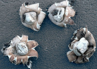 Geastrum fimbriatum