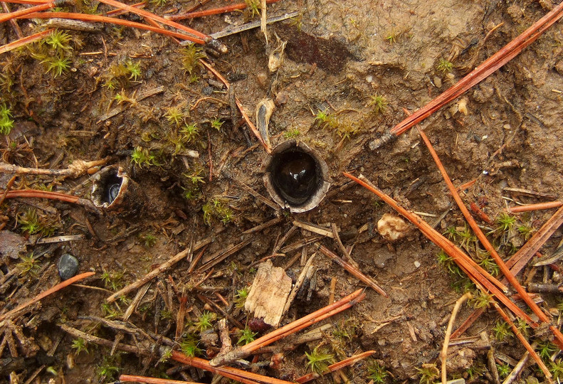 Cyathus olla