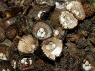 Cyathus striatus