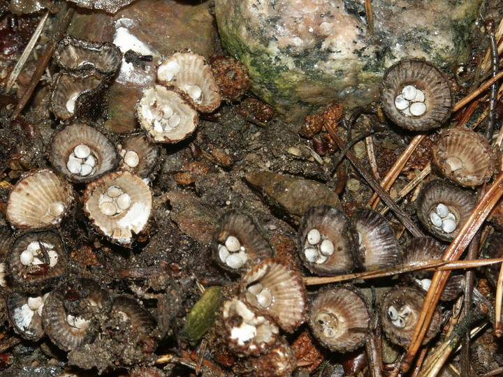 Cyathus striatus