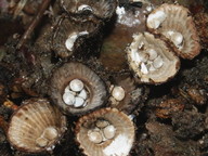 Cyathus striatus