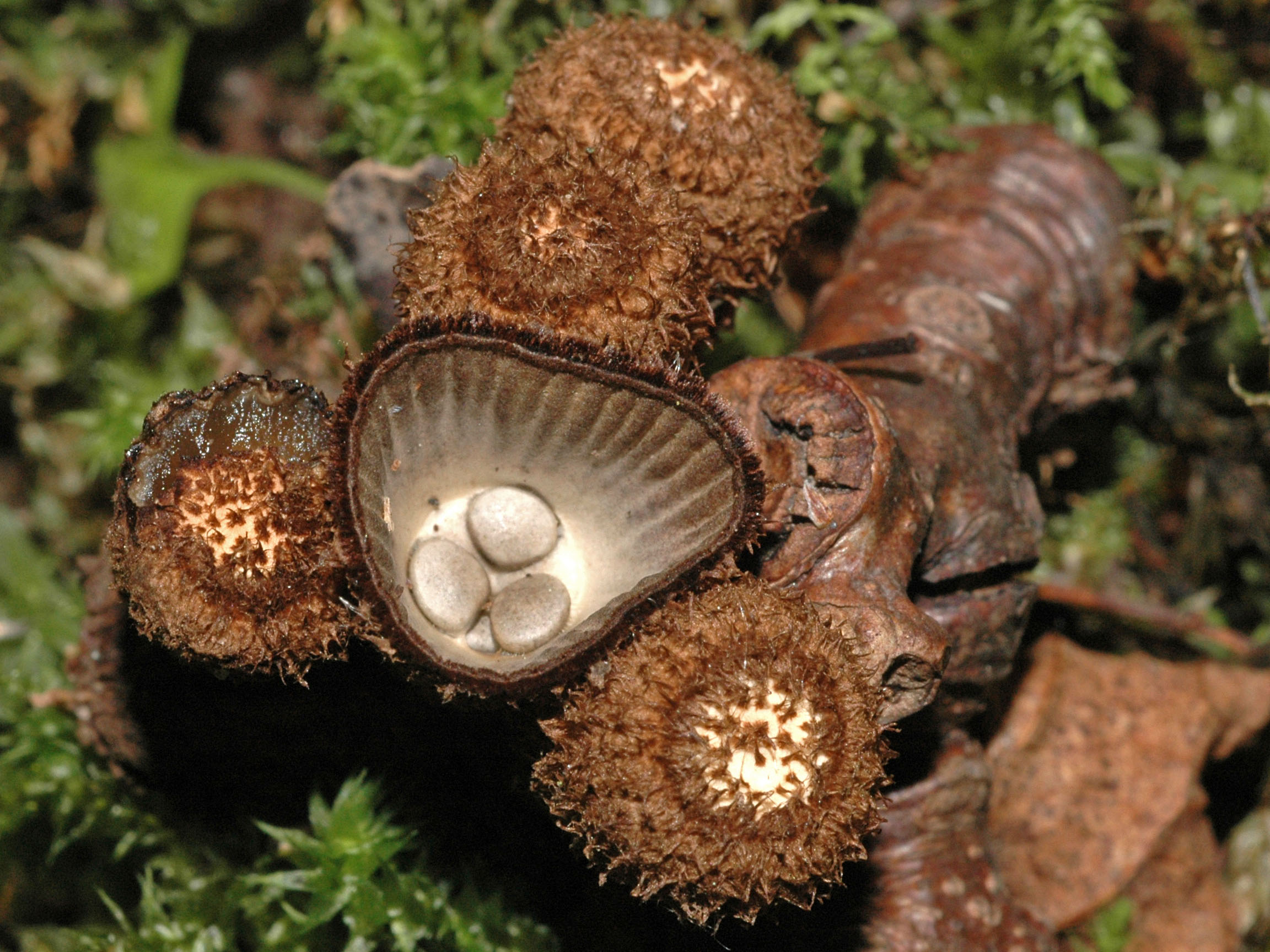 cyathus striatus