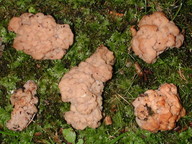 Syzygospora effibulata