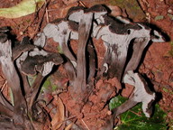 Craterellus cinereus