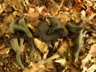 Craterellus cornucopioides