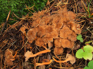 Craterellus lutescens