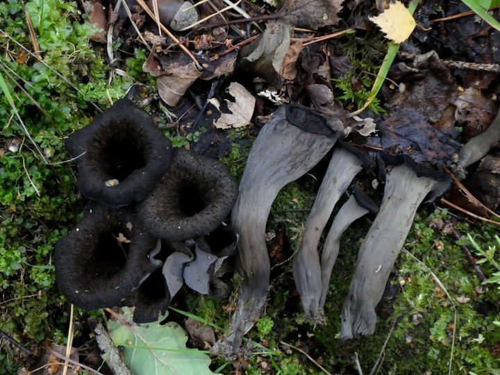 Craterellus cornucopioides