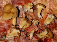 Cantharellus melanoxeros