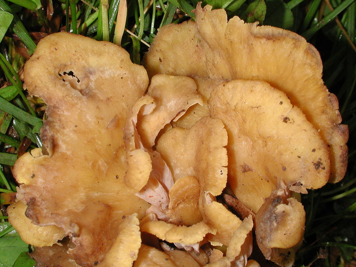 Cantharellus melanoxeros