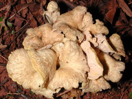 Cantharellus melanoxeros