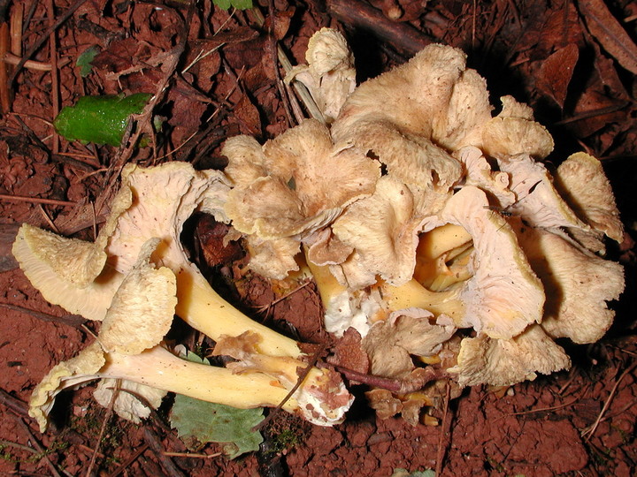 Cantharellus melanoxeros