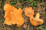 Cantharellus cibarius