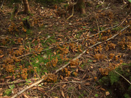 Cantharellus lutescens