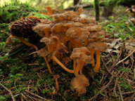 Cantharellus lutescens