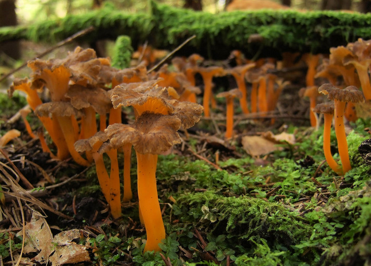 Cantharellus lutescens