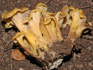 Cantharellus melanoxeros