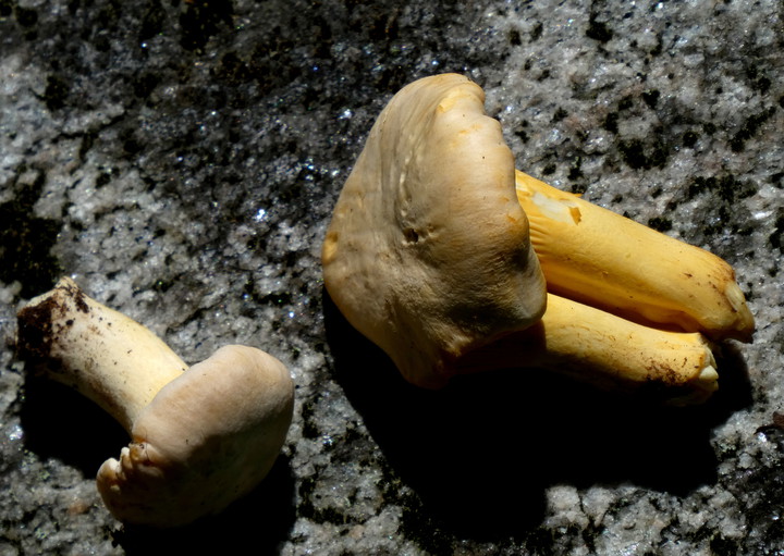 Cantharellus pallens