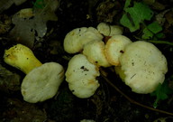 Cantharellus pallens