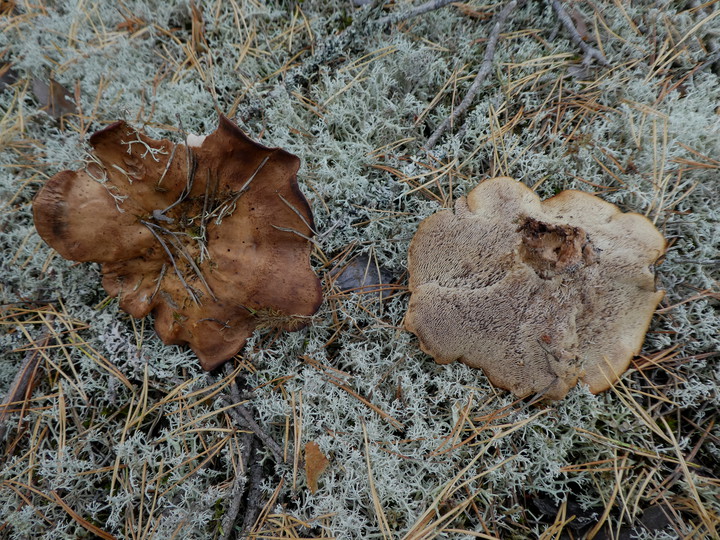 Bankera fuligineoalba