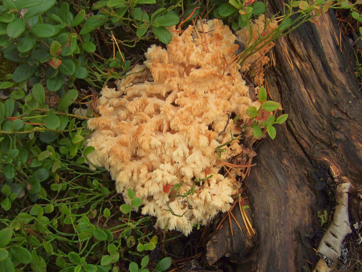 Hericium coralloides