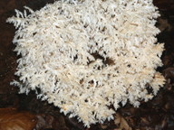 Hericium coralloides