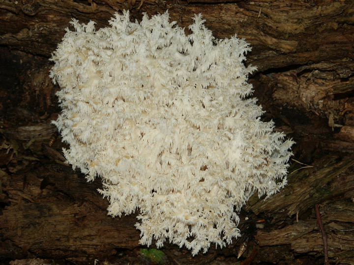 Hericium coralloides