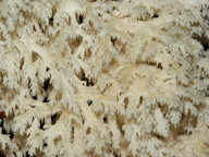 Hericium coralloides