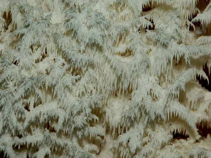 Hericium coralloides