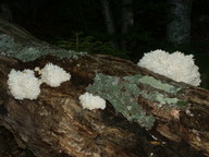 Hericium coralloides