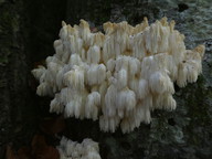 Hericium coralloides