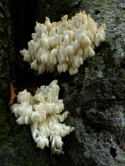 Hericium coralloides