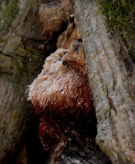 Hericium erinaceus