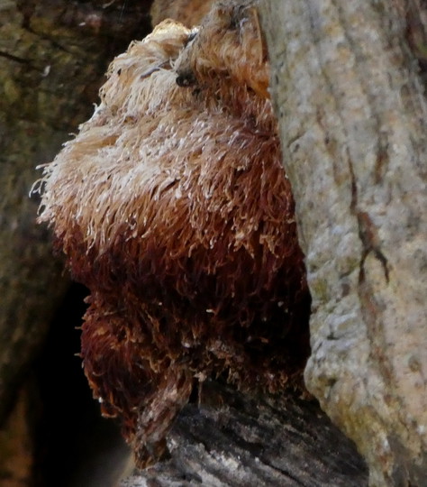 Hericium erinaceus