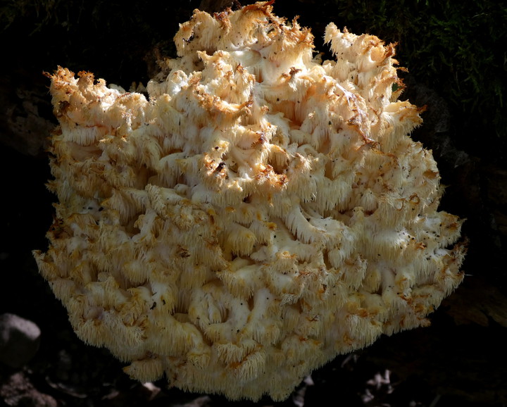 Hericium coralloides