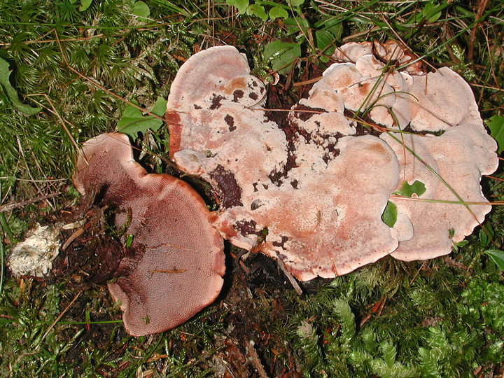 Hydnellum ferrugineum