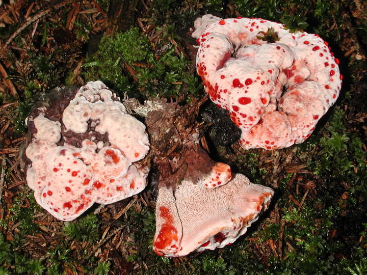 Hydnellum peckii