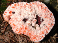 Hydnellum peckii